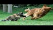 FUNNY VIDEOS Funny Cats Funny Cat Videos Funny Animals Fail Compilation Cats Fails