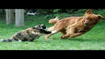 FUNNY VIDEOS Funny Cats - Funny Cats Compilation - Funny Animals - Best Cute Cat Videos