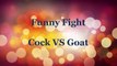 Funny fight cock vs goat/ funny videos/funny animals/ funny cat videos /lol/ funny clips