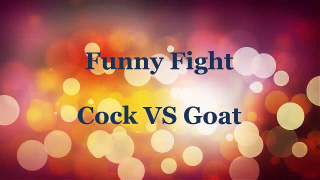 Funny fight cock vs goat/ funny videos/funny animals/ funny cat videos /lol/ funny clips
