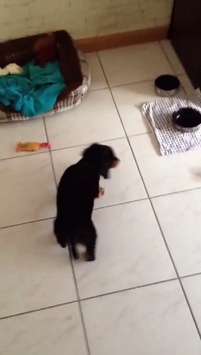 Adorable : ce chiot joue à la balle pour la pre...