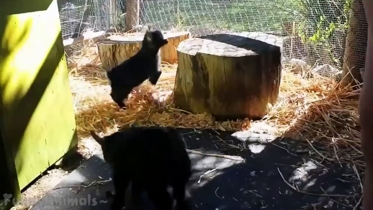 Cute Baby Goats Compilation