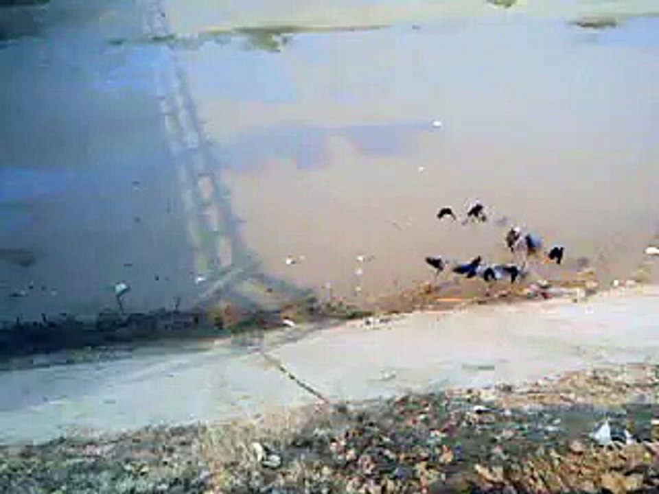 crow very great video in pakistani  for food found