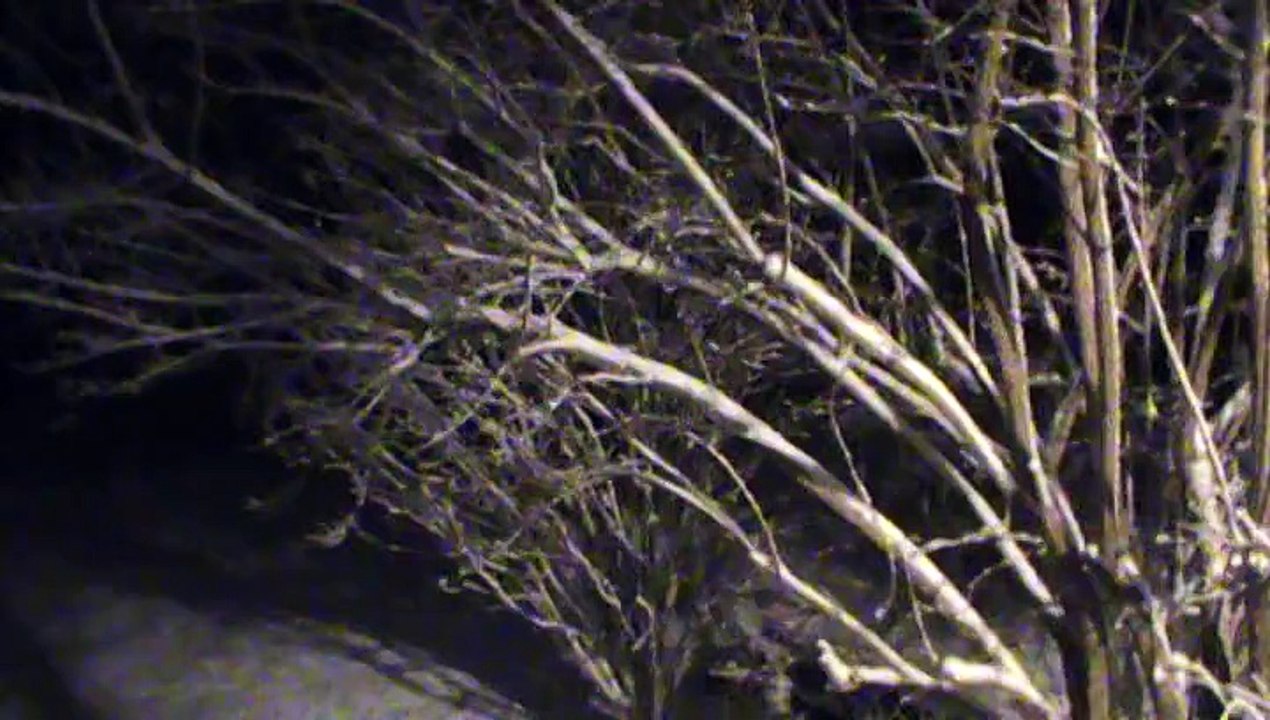 Schlitzie Ramone's First Snow Storm