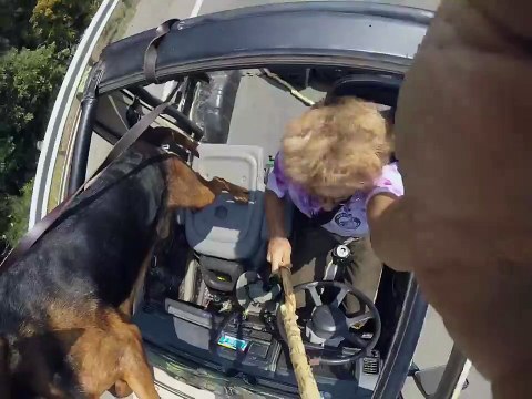 Ce chien aime prendre l'air pendant les balades en voiture