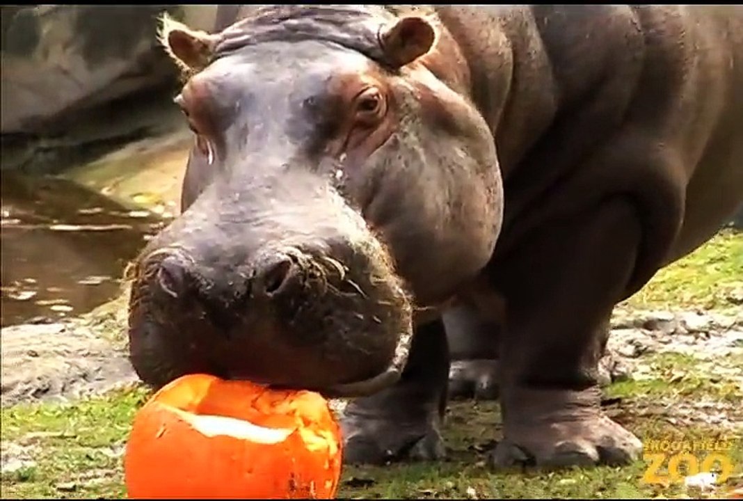 Pumpkin Smashing at Brookfield Zoo