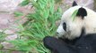 Superstar panda: What ever happened to Tai Shan?