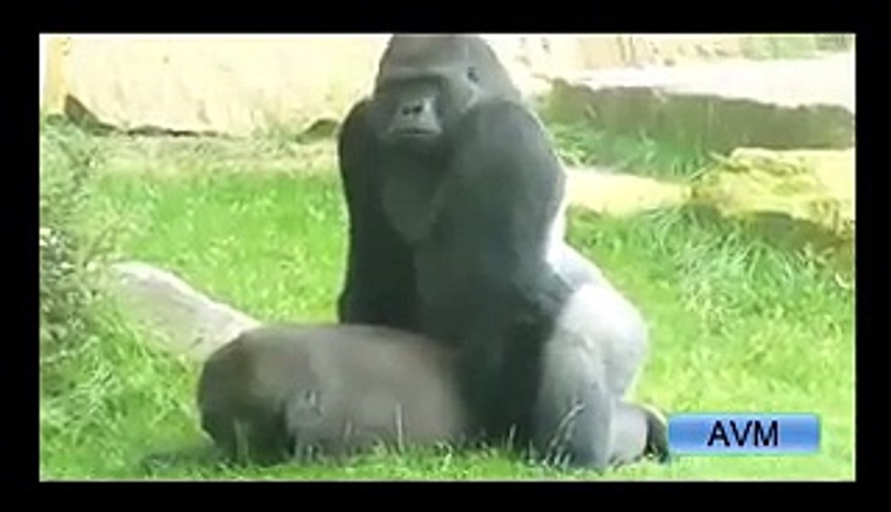 Gorilla Mating With An South Africa Woman