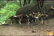 Wild Dog Puppies at Brookfield Zoo - 7 Months Old