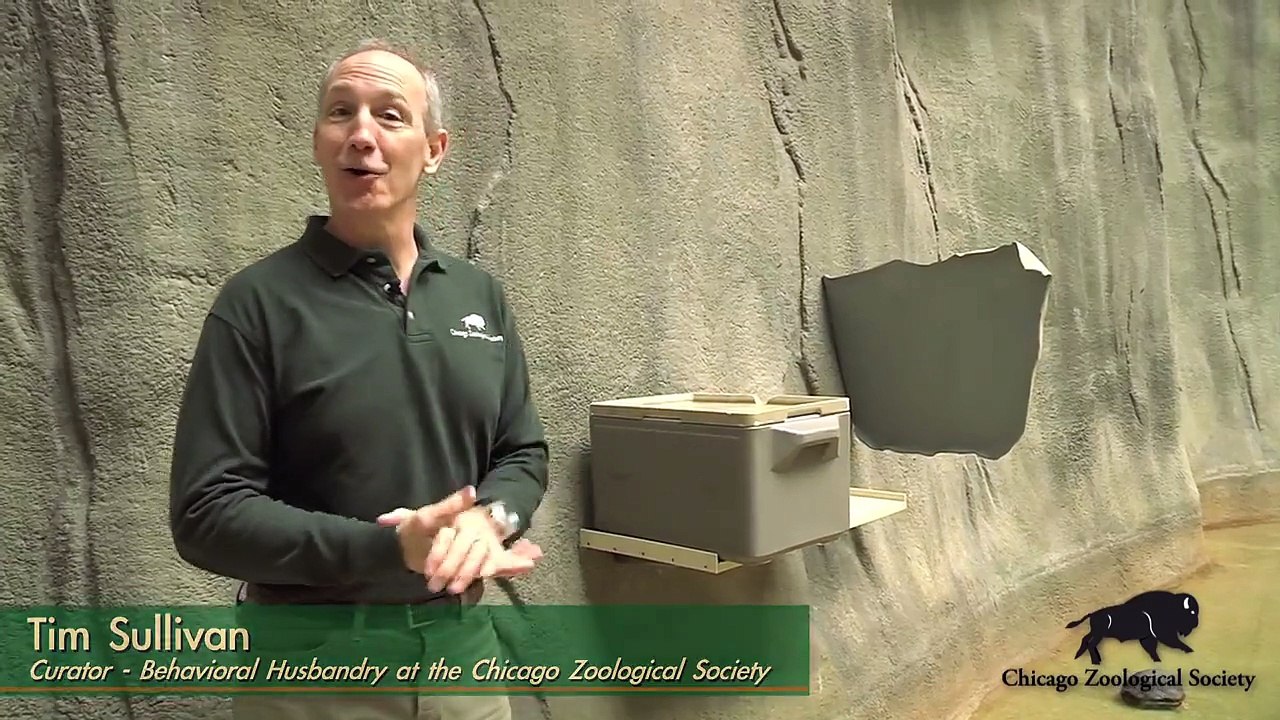 New Otter Fish Feeders in Tropic World