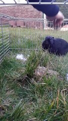 ;-) Thats Funny ;-) This Crazy Black Psycho Bunny is very angry.Be careful.Rabbit will bite ;-)