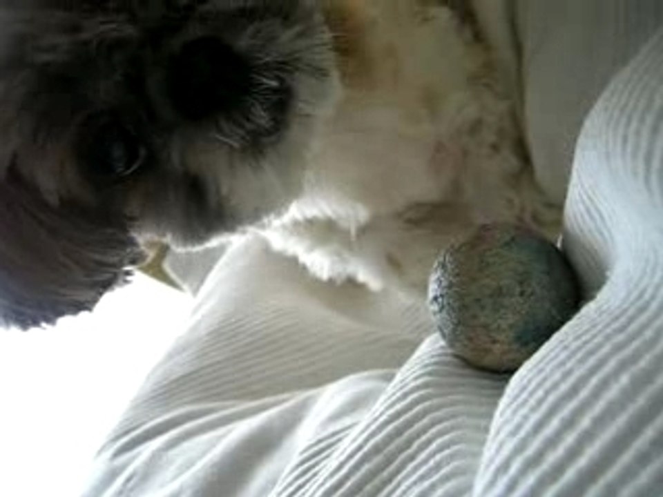 Rob'in le p'tit shit-tzu (acte II)