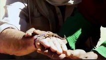 Scorpions The Deadly Killers - National Geographic - Documentary High Definition