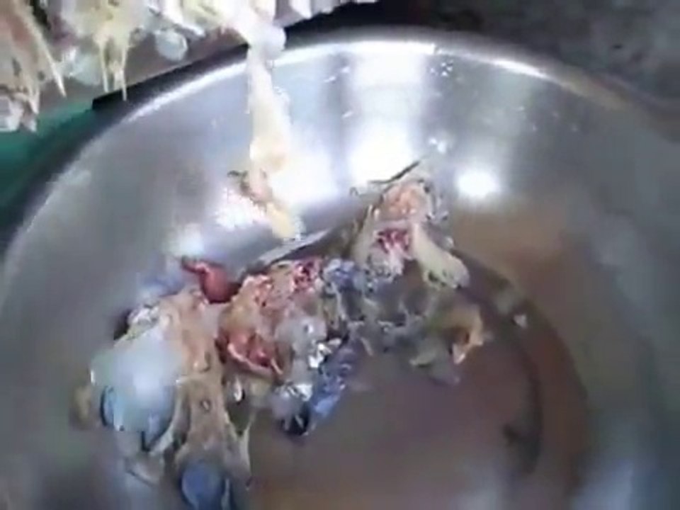 Máy tách xương cá mối cá củ, máy tách xương cá lạc, máy ép xương cá CR300