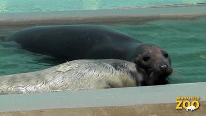 Grey Seal Pup in the Water!