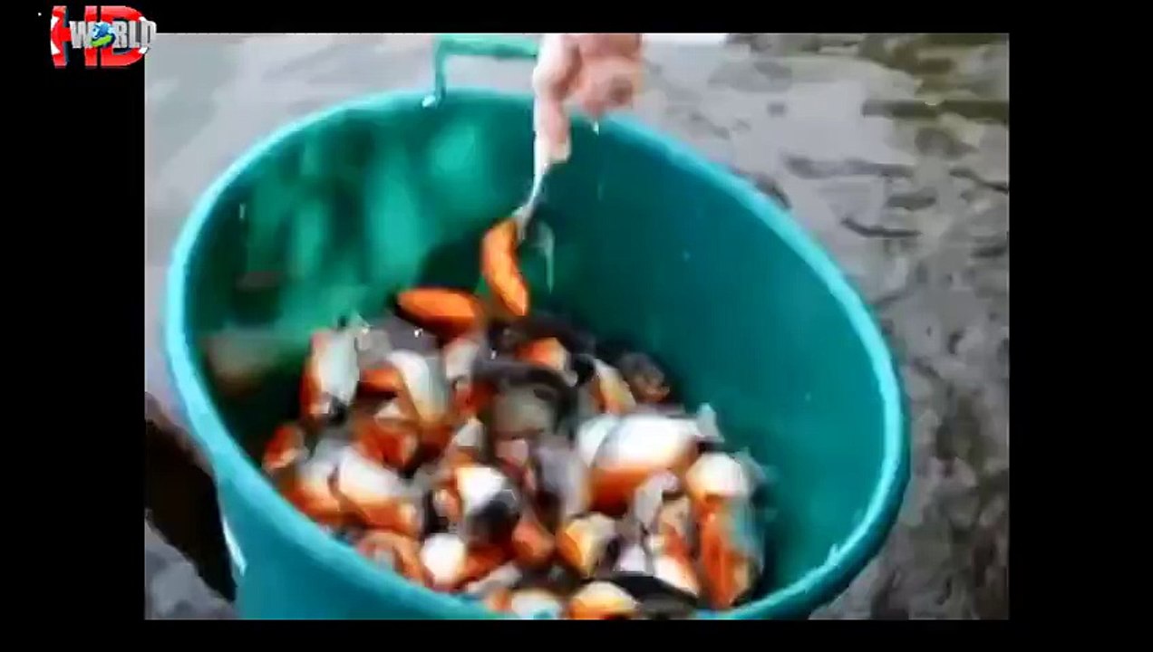 piranha attacks Video   When Animals Attack