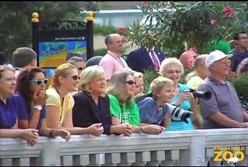 Rescued Pelicans Take to the Water at Brookfield Zoo