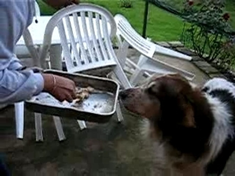 Tomy ki aimai mangé a la fourchette