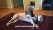 Cat Sits on Dog pit bull Sharky. Funny Bossy Kitty! HelensPets.com