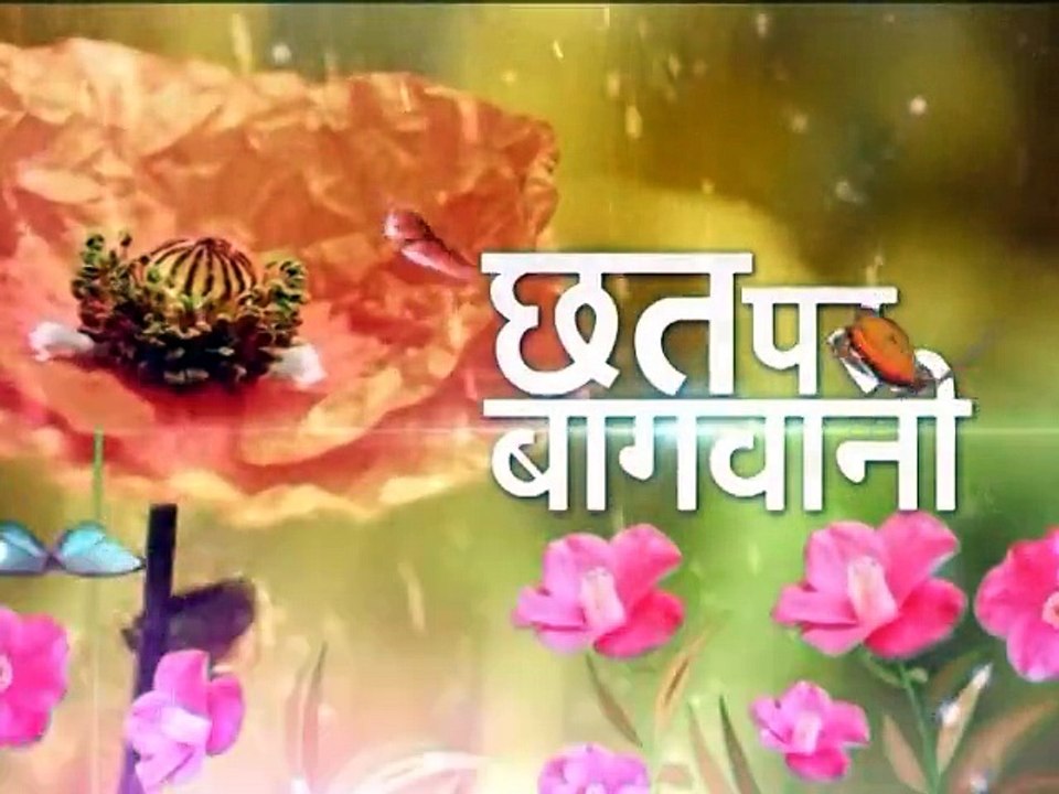 छत पर बागवानी  Chhat Par Bagwani  ( 21-11-2015)