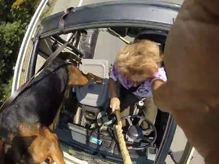 Dogs who love car journey