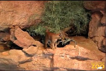 Caracal Kittens Playing at Brookfield Zoo