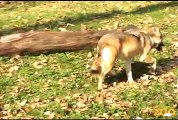 Mexican Gray Wolves at Brookfield Zoo