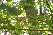 Cute Monkeys Adapting to Trees Outside at Brookfield Zoo
