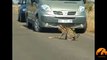 Serval Attacking A Puff Adder - 7 July 2008 - Latest Sightings