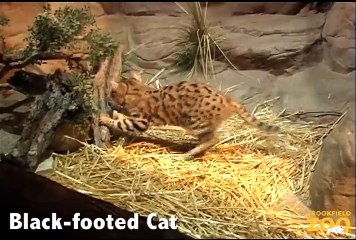 Cat Awareness Weekend at Brookfield Zoo