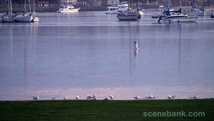 Moored Sailboats and Mauve Dusk