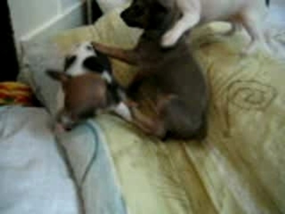 cooper et cerise
