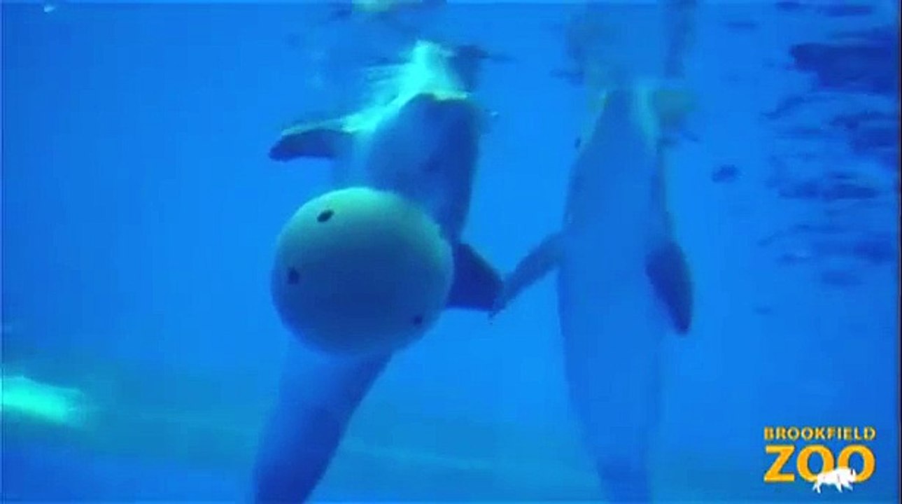 Bottlenose Dolphins Playing at Brookfield Zoo