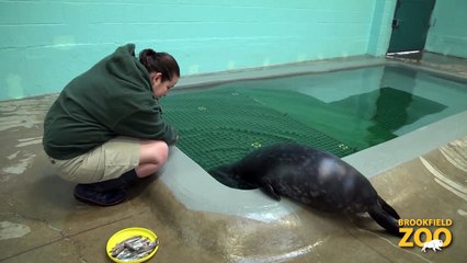 Grey Seal's Name is Announced!