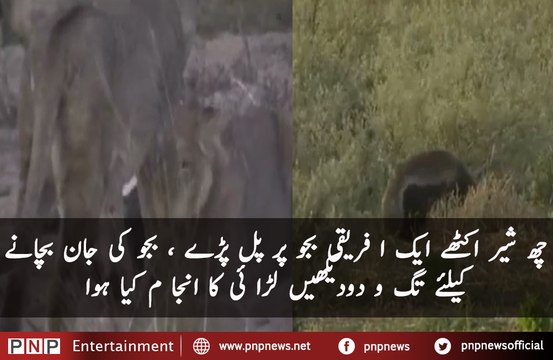 D-Honey Badger takes on 6 Lions - CAUGHT IN THE ACT | PNPNews.net