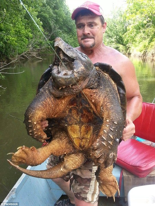 Caught An Angry Snapping Turtle While Fishing