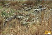 New Mexican Gray Wolf Pack at Brookfield Zoo