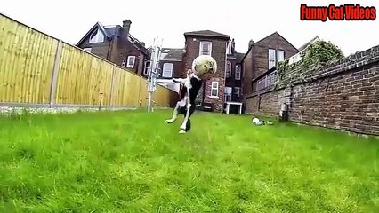 2015 Yılının En Komik Köpek ve Kedileri