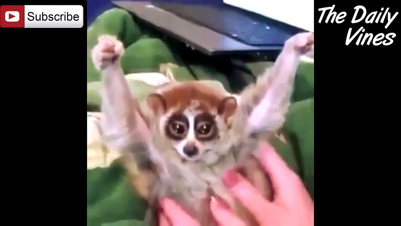 The Best Animal Vines