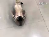 Cat doing ab crunches....whats your excuse