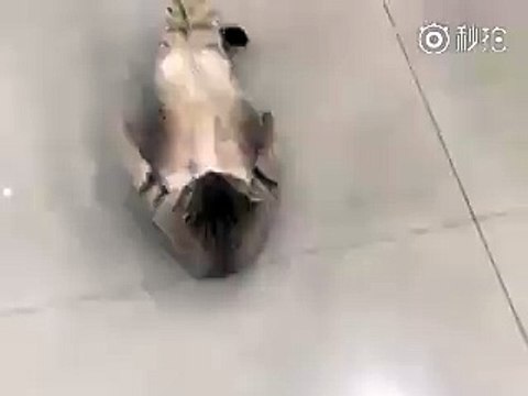 Cat doing ab crunches....whats your excuse