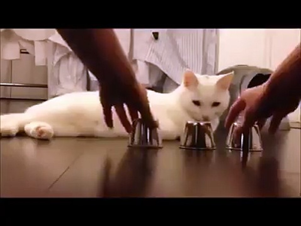 Impresionante gato! See Translation  very funy mast watch