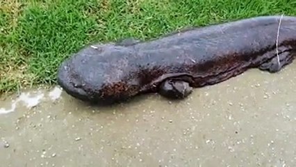 Dünya Bu Canlıyı Konuşuyor Yok Böyle Bir Şey