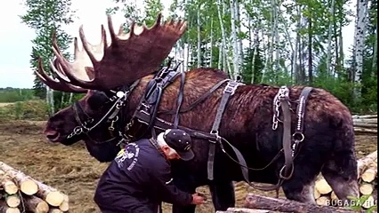Dünyanın En Büyük 14 Hayvanı Yok Böyle Bir Şey
