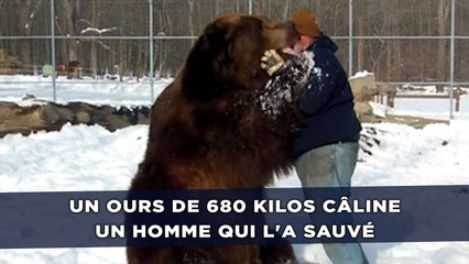 Un ours de 680 kilos câline un homme qui l'a sauvé