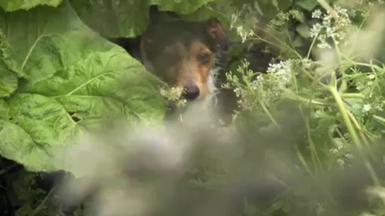 Edible Garden-Salads