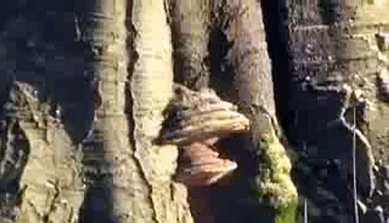 The Adelaide Tree Surgery