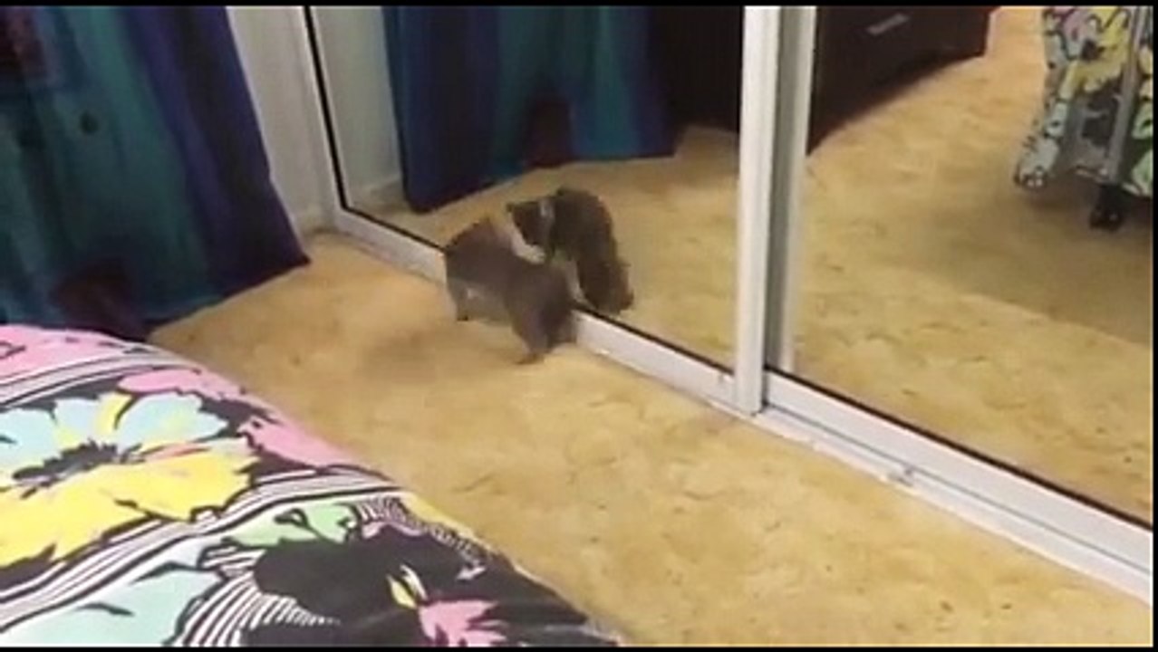 Angry Cats Compilation