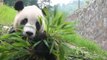 Mini panda cam: Tai Shan eats, stares at you