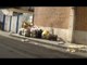 Aversa (CE) - Via Gemito, ancora ritardi per raccolta rifiuti (12.01.16)